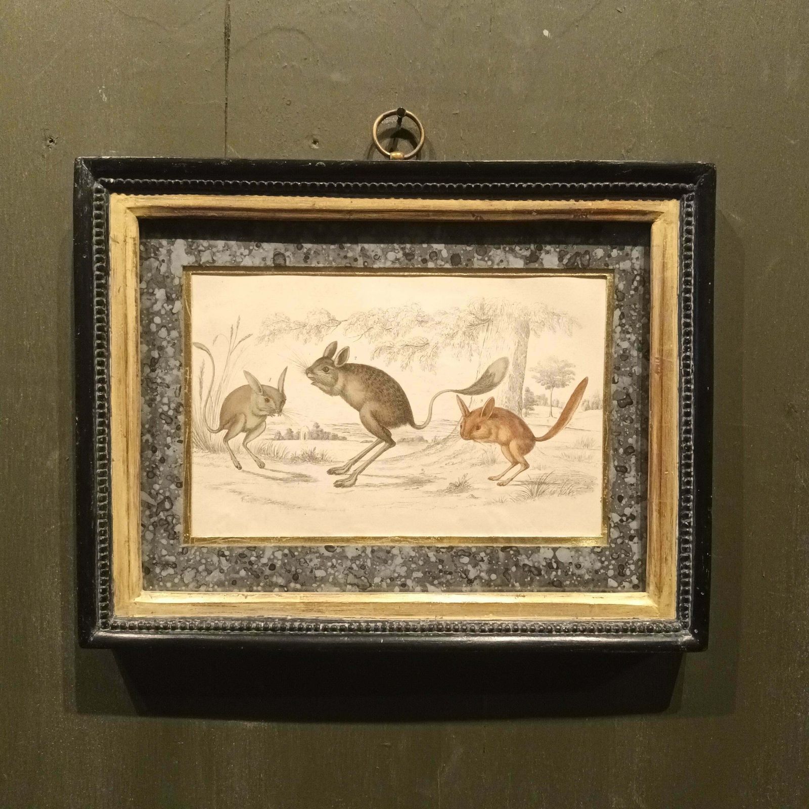 19th Century Jerboa's Pictures