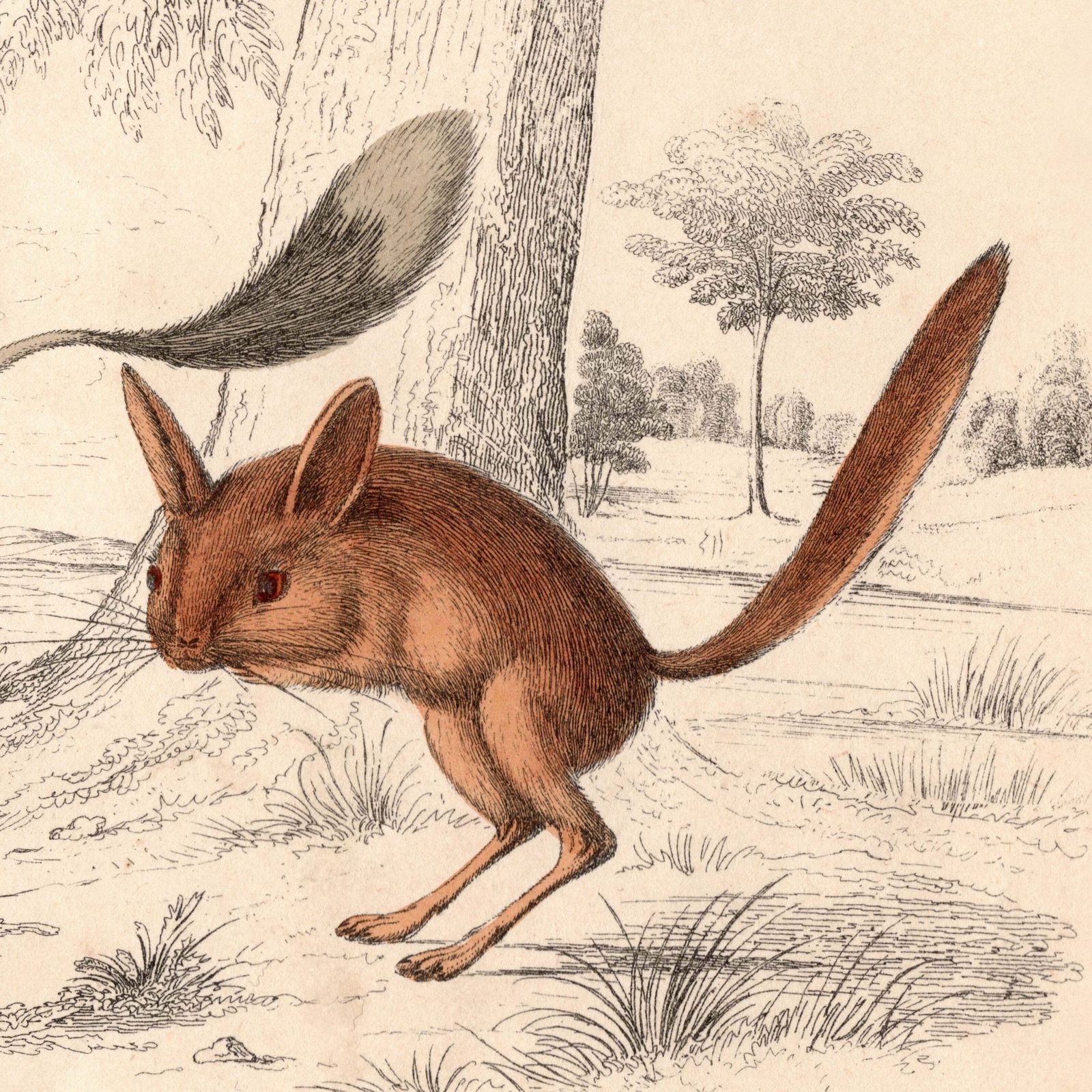 19th Century Jerboa's Pictures photo Art