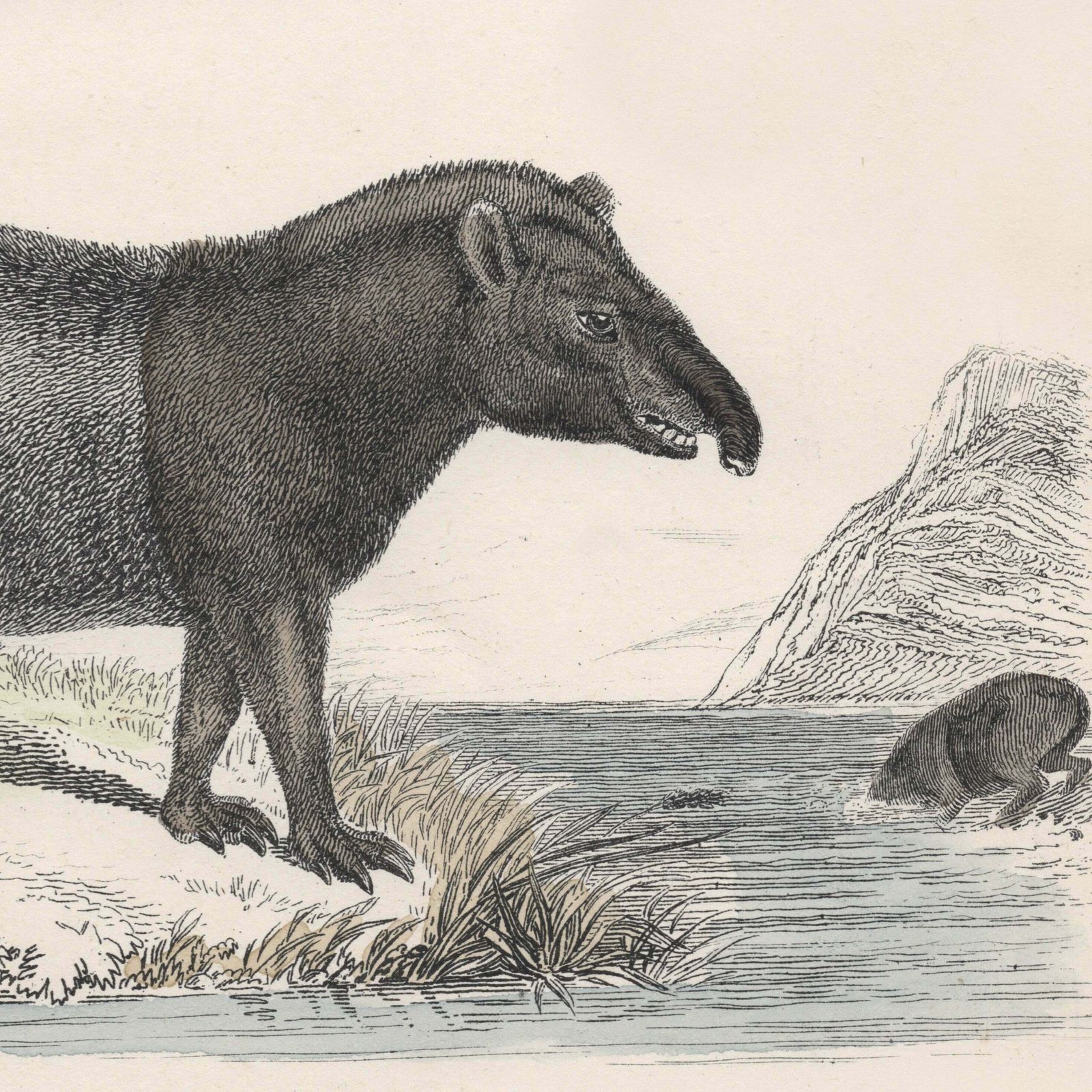 19th Century A Pair Of Ungulata Animal Pictures photo Art