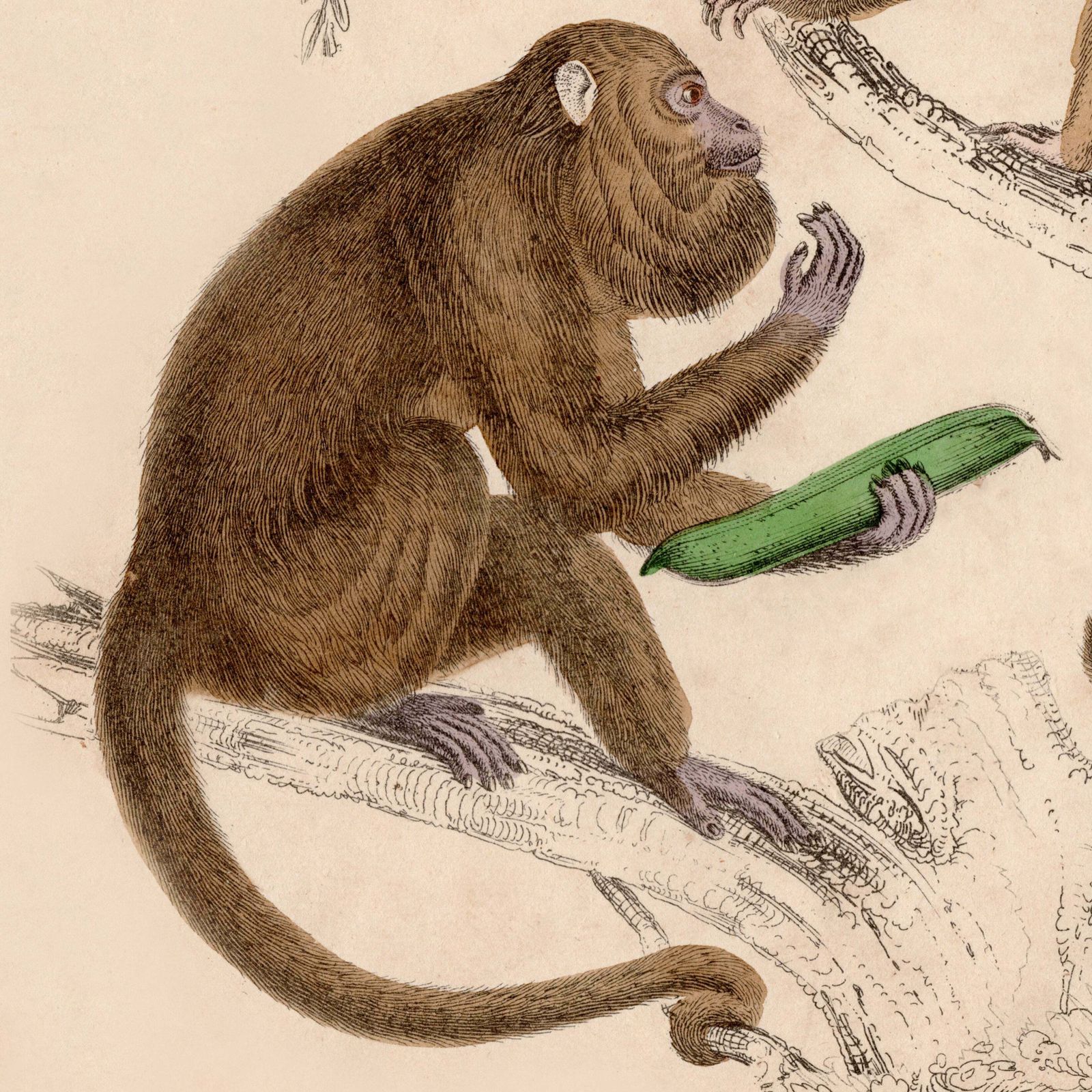 19th Century Framed Monkey Pictures photo vinterior