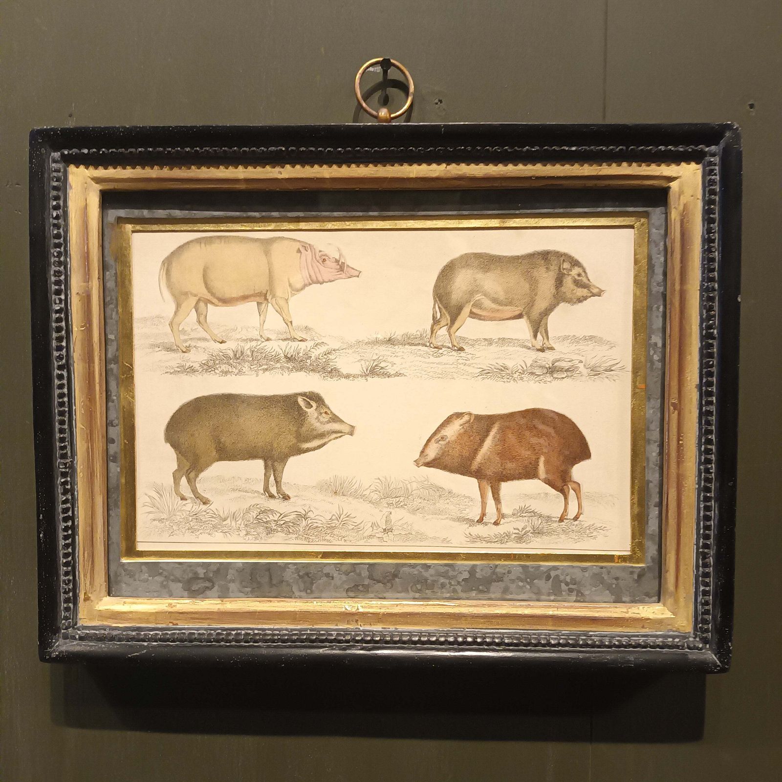 19th Century Framed Antelope And Hog Pictures photo vinterior