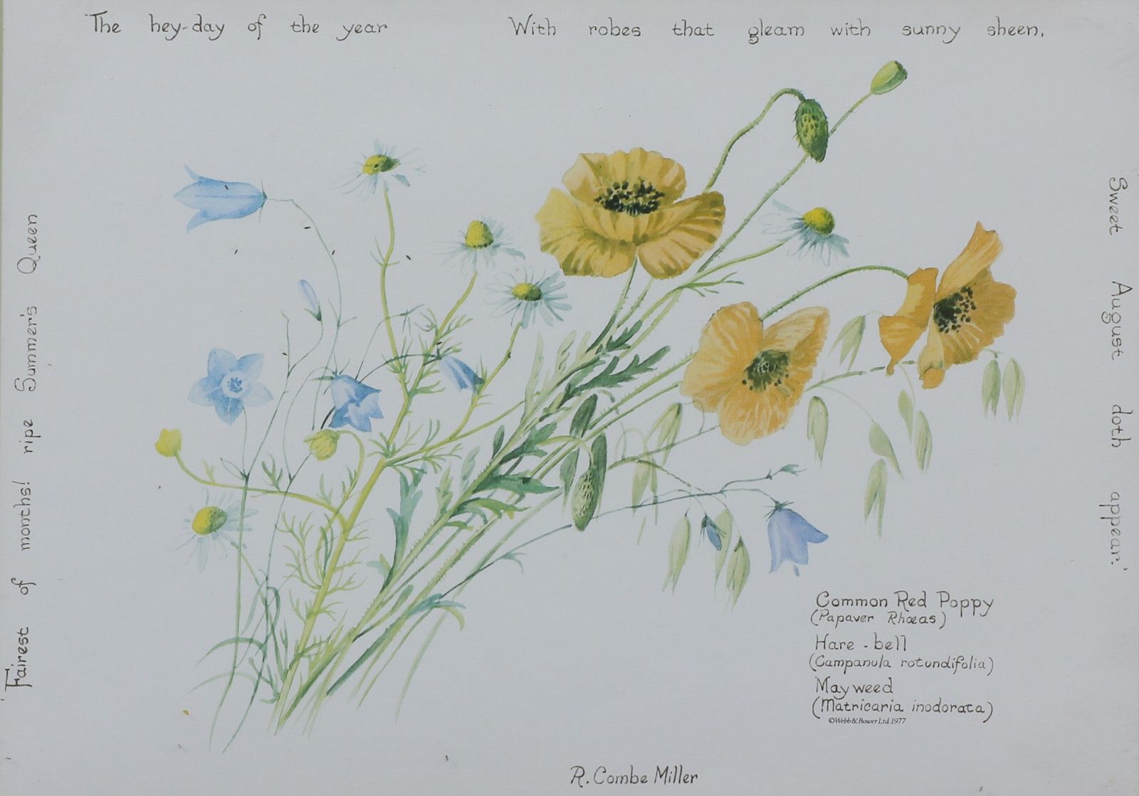 Print Of Wild Flowers By R. Combe Miller. photo furniture