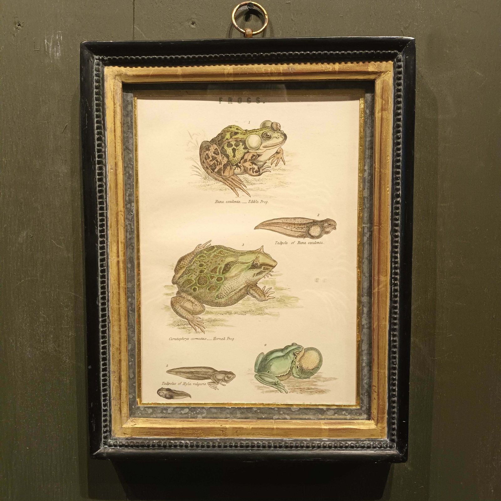 19th Century Framed Bird And Frog Pictures photo furniture
