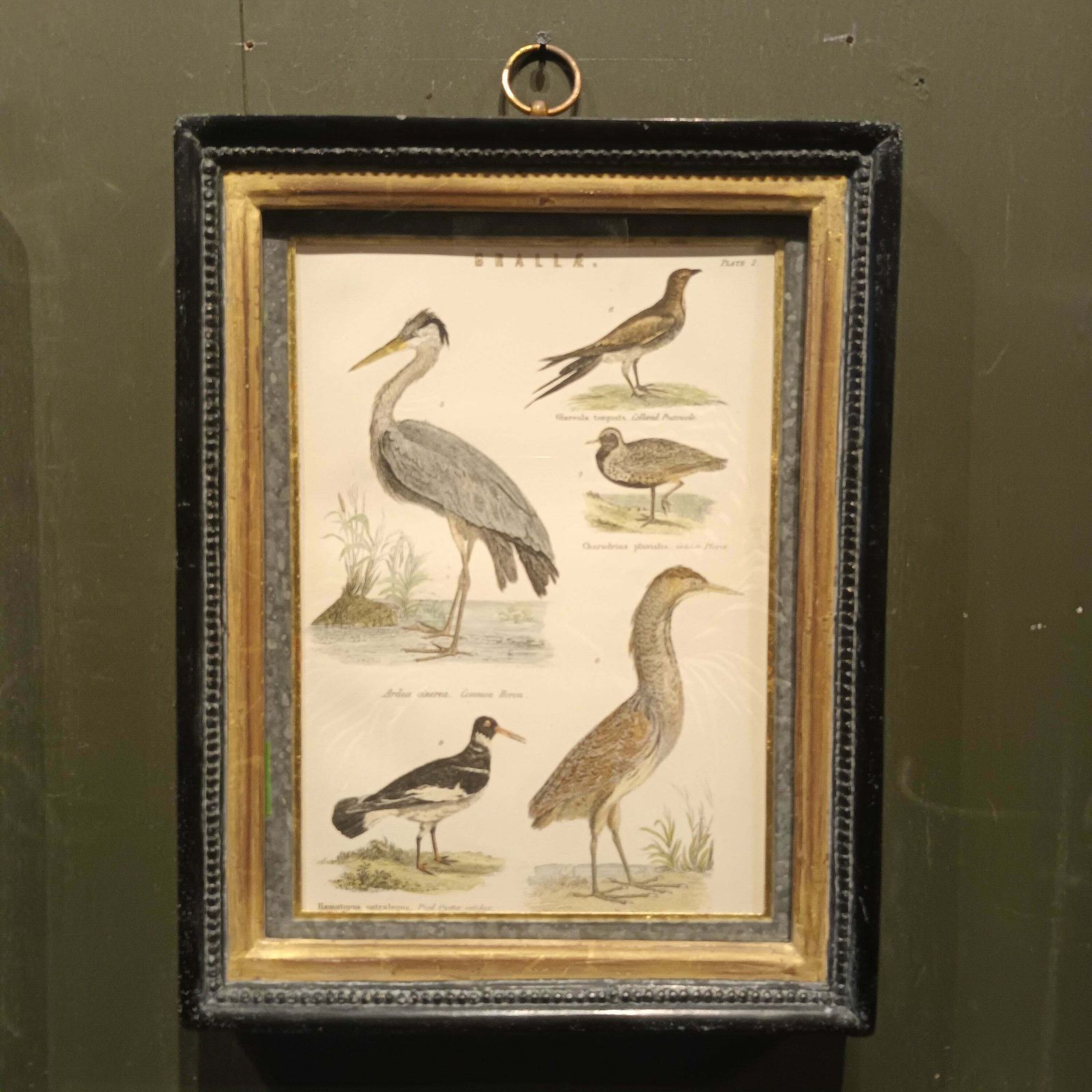 19th Century Framed Bird And Frog Pictures photo for sale