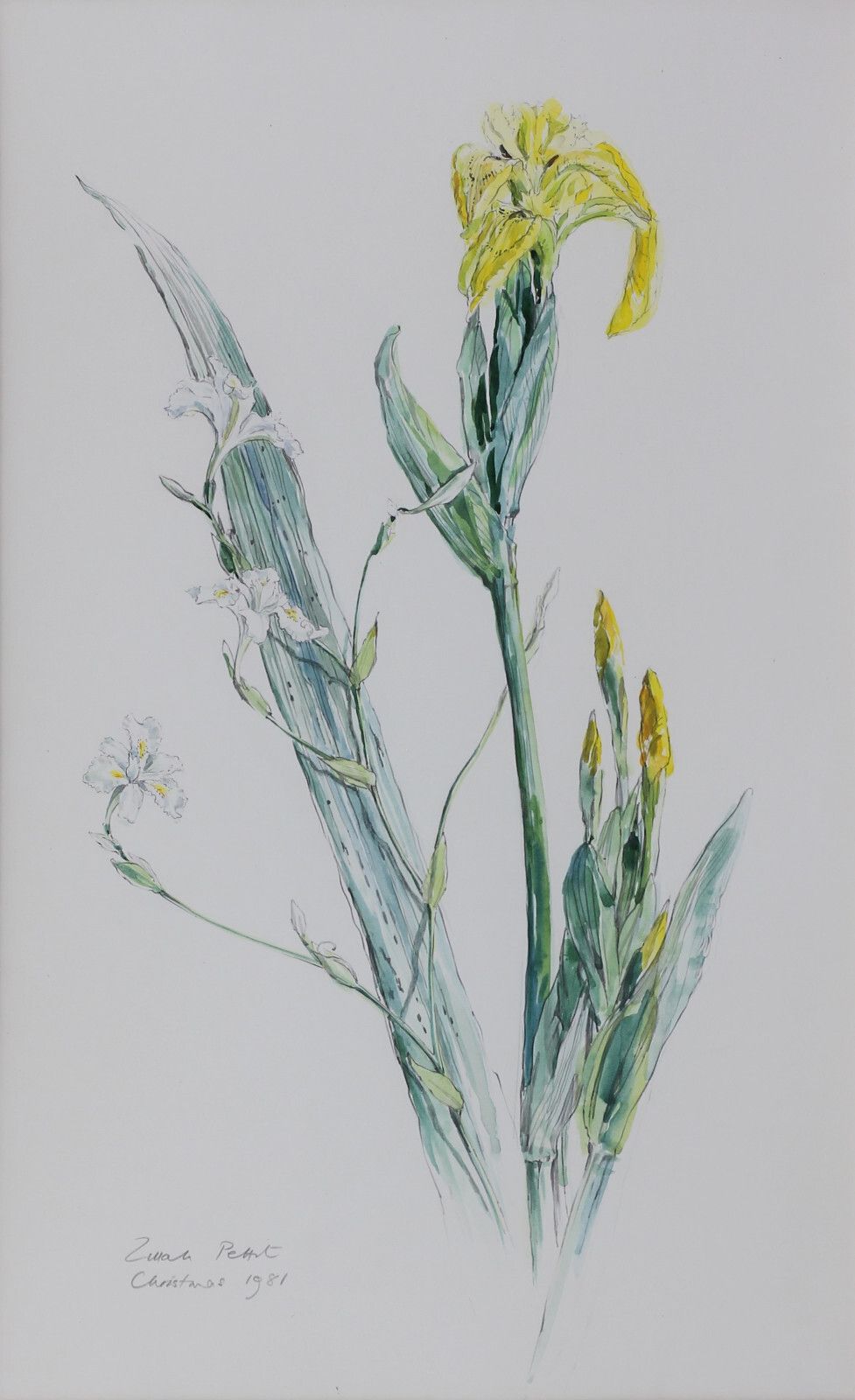 A Pair Of Watercolours By Zillah Pettit. Subject Is Flowers, Arum And Iris. photo for sale