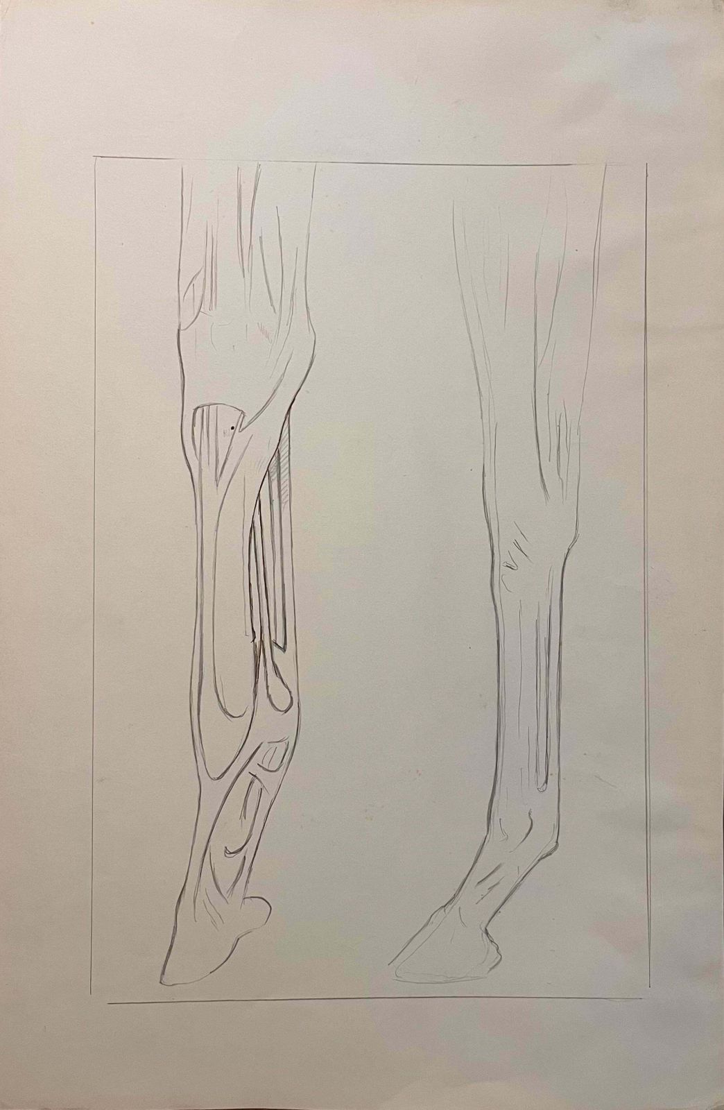 Robert Ladouoriginal French Anatomical Pencil Study Of Horse’s Limb20th Century