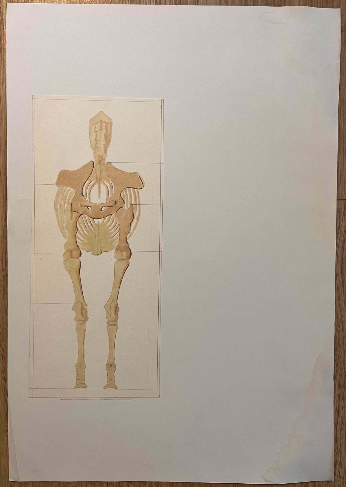 Robert Ladouoriginal French Anatomical Study Of Horse's Skeletal Structure20th Century photo furniture