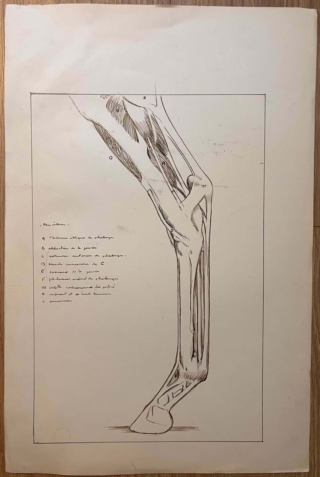 Robert Ladouoriginal French Anatomical Study Of A Horse's Leg20th Century photo furniture
