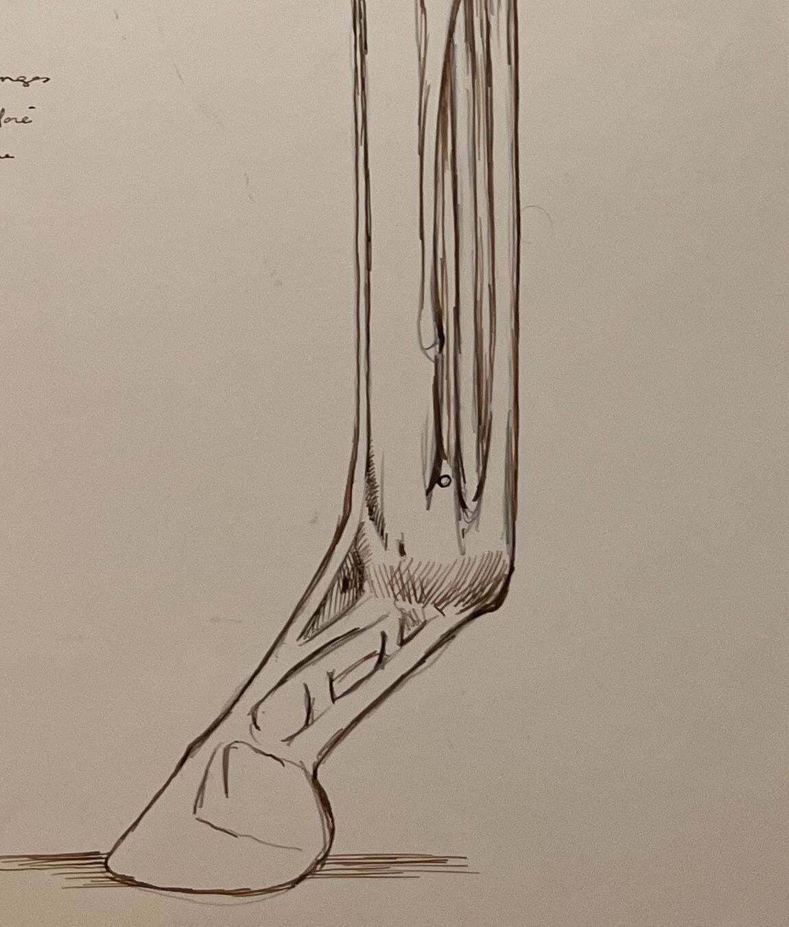 Robert Ladouoriginal French Anatomical Study Of A Horse's Leg20th Century photo 509.0
