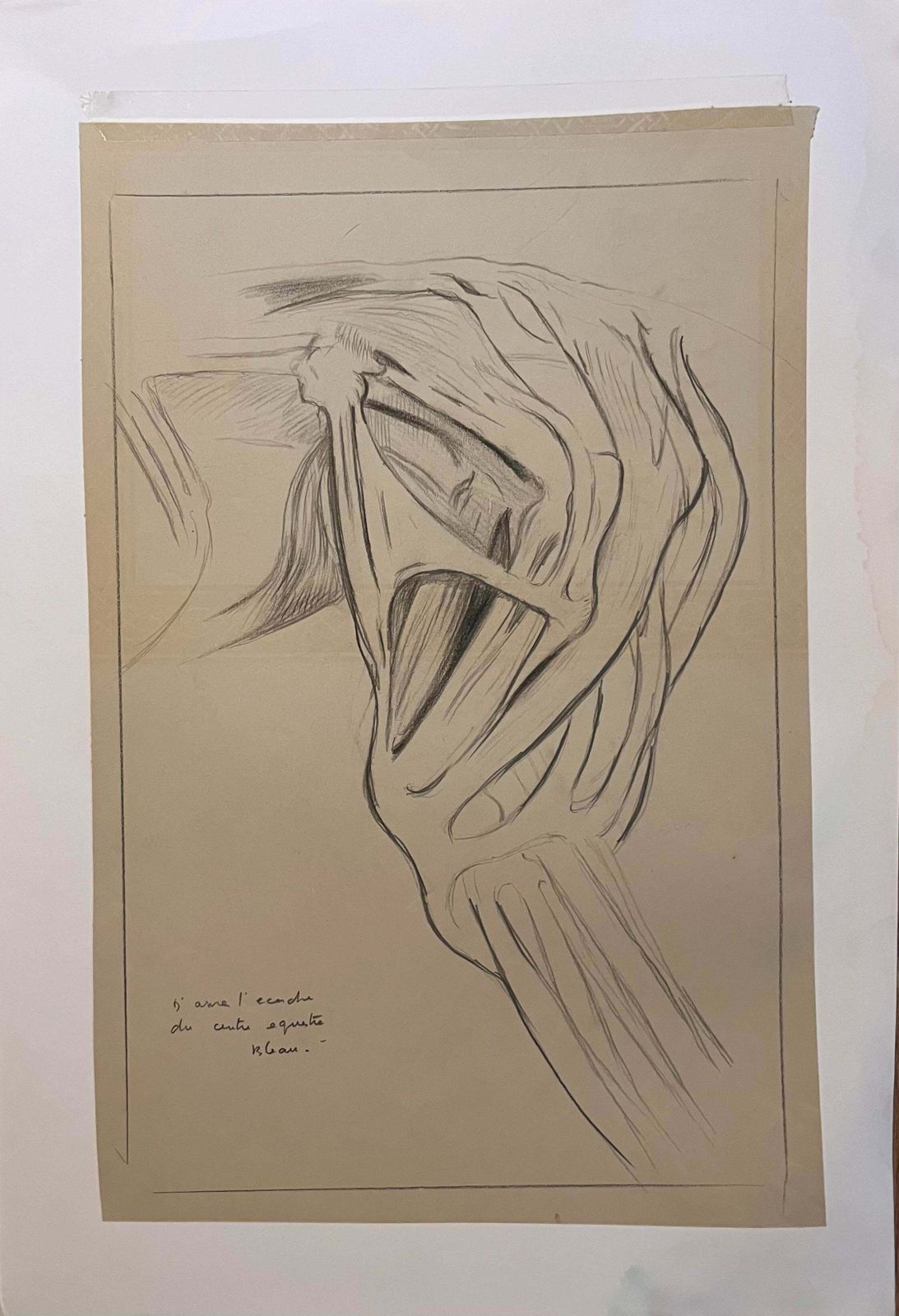 Robert Ladouoriginal French Anatomical Study Of A Horse's Shoulder20th Century