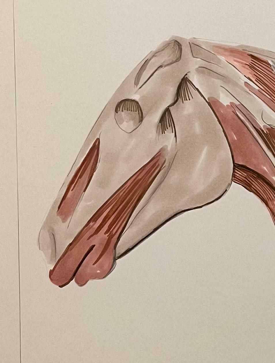 Robert Ladouoriginal French Anatomical Study Of Horse's Head And Neck20th Century photo vinterior