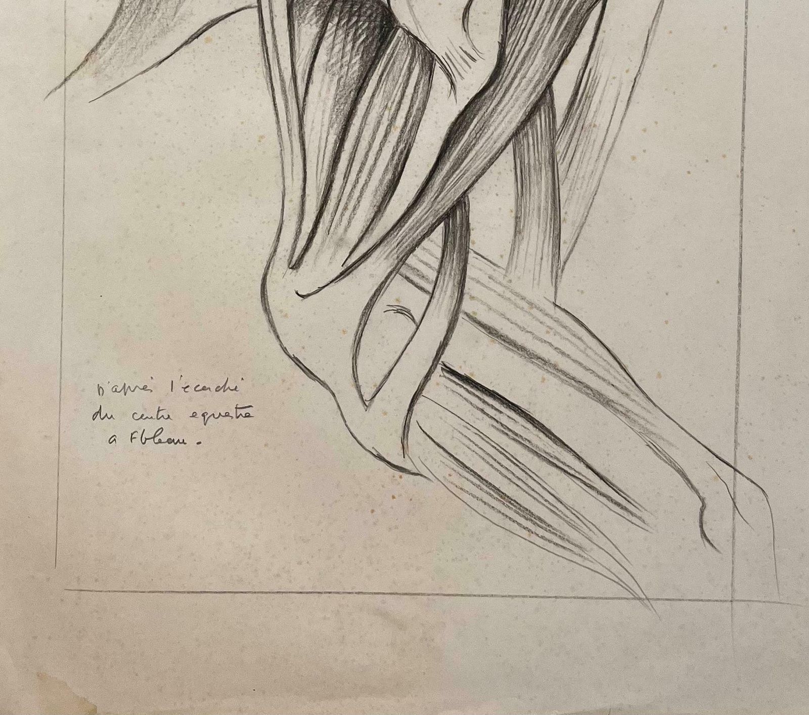Robert Ladouoriginal French Anatomical Study Of Equine Leg Muscles20th Century photo Art