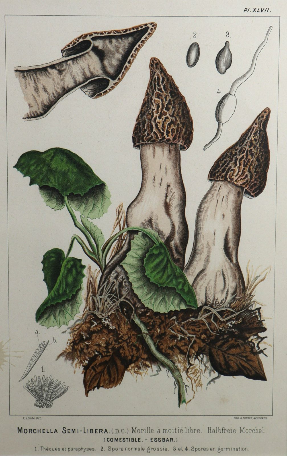 Set Of Four Fritz Leuba Mushrooom Lithographs photo 890.0