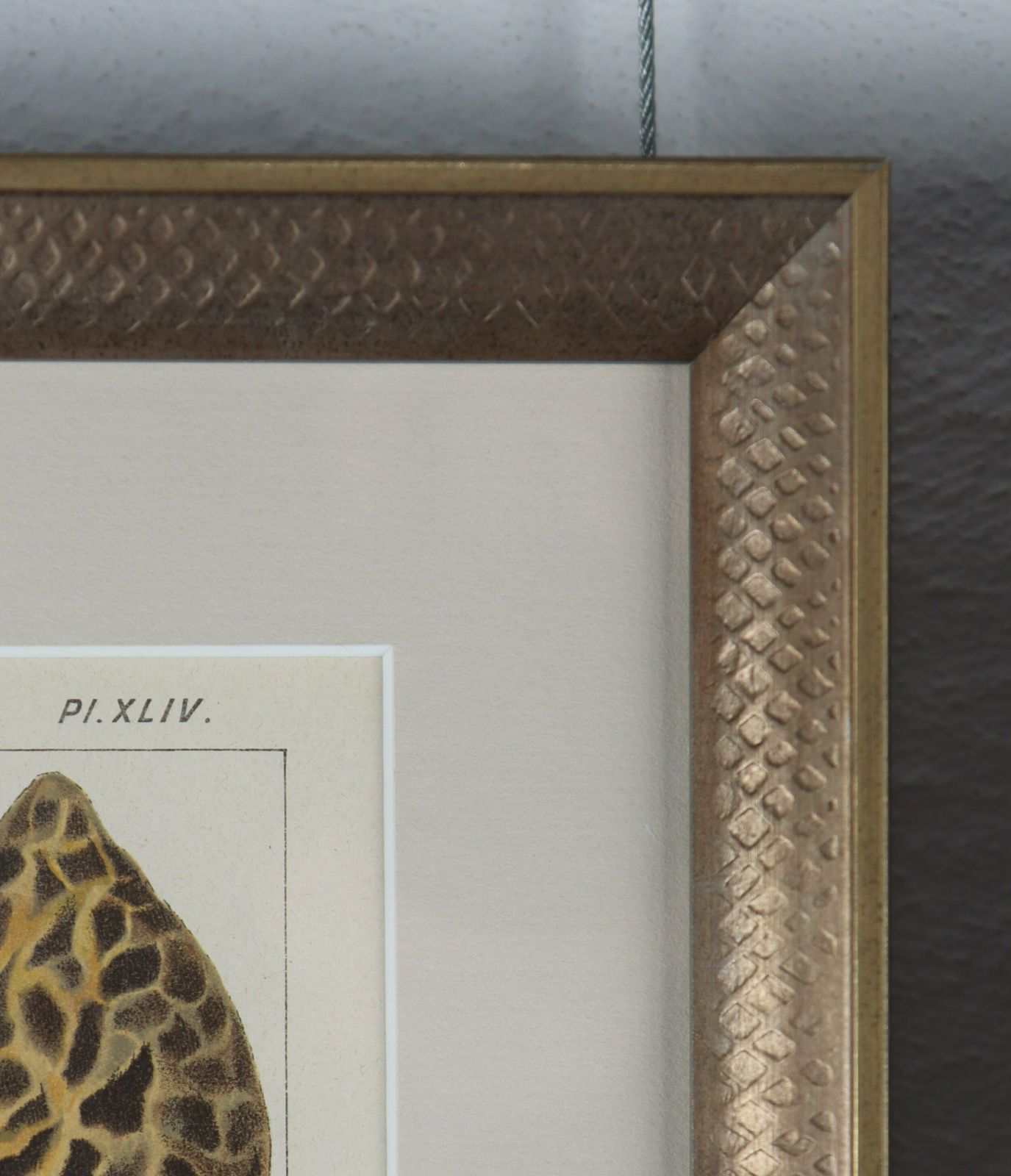 Set Of Four Fritz Leuba Mushrooom Lithographs photo vinterior