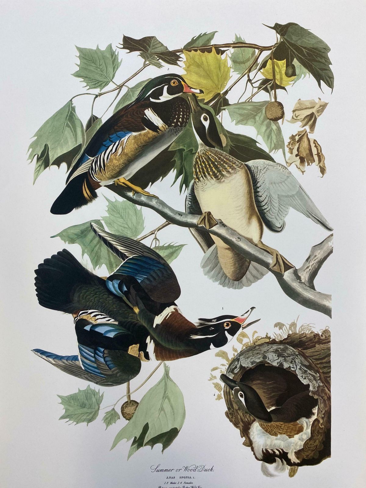 Large Classical Bird Color Print After John James Audubon   Summer Or Woodduck20th Century