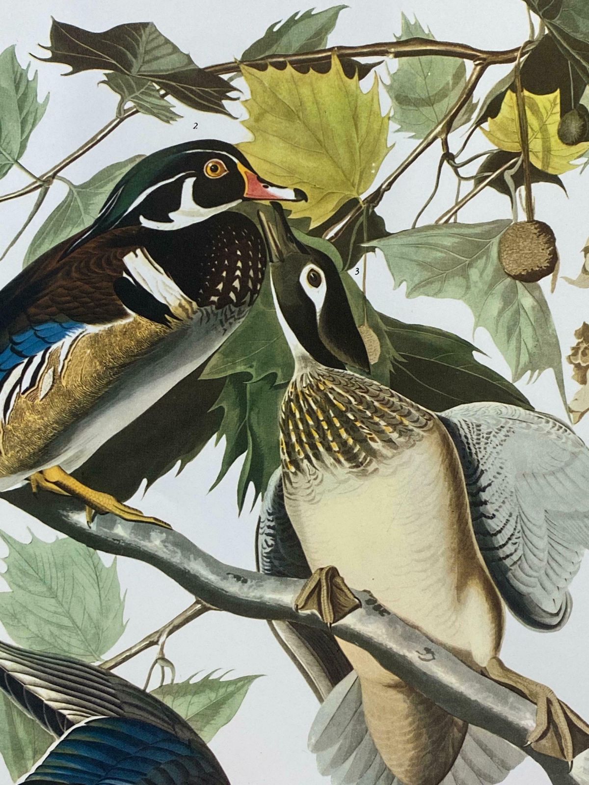 Large Classical Bird Color Print After John James Audubon   Summer Or Woodduck20th Century photo Art