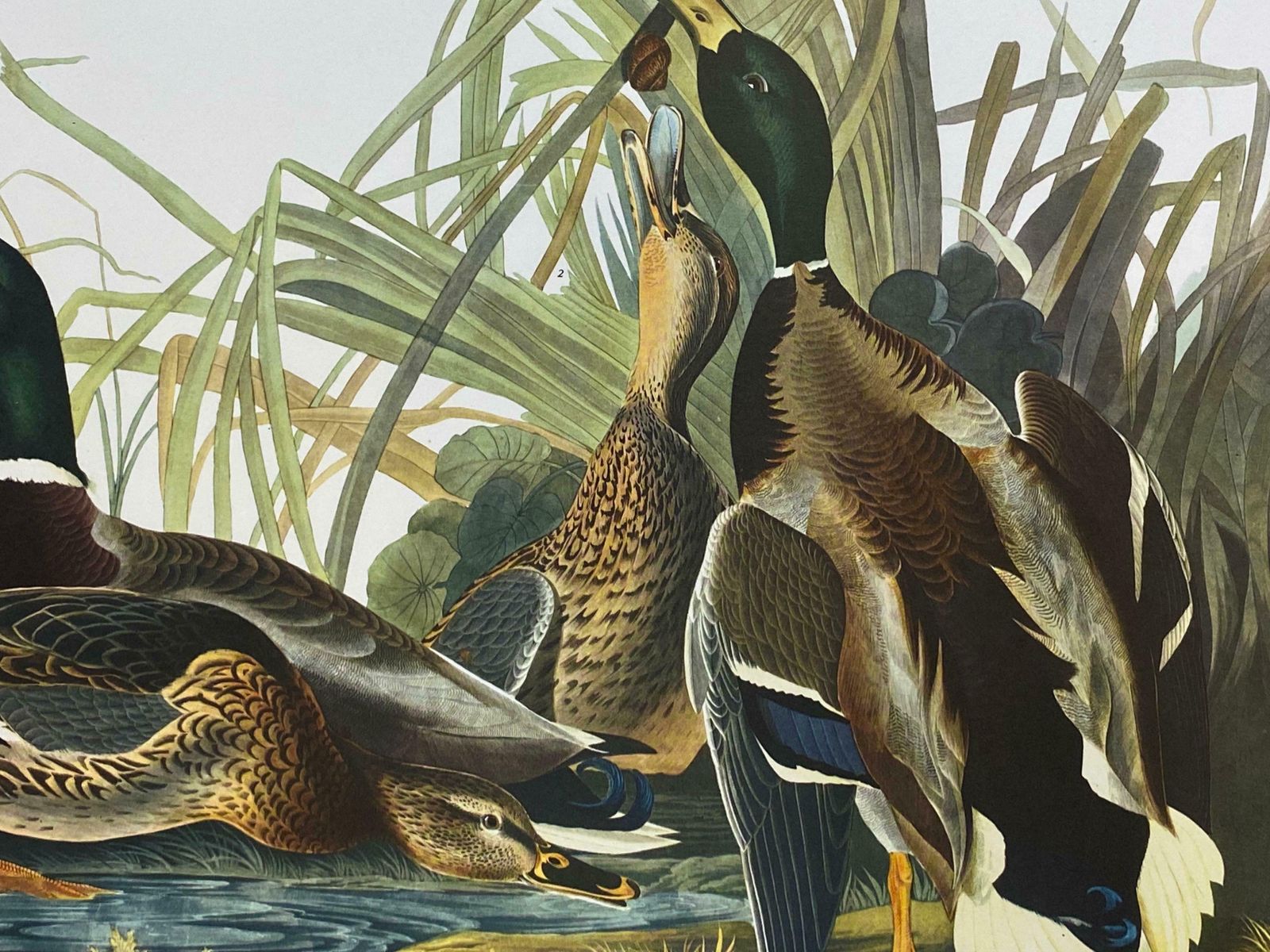 Large Classical Bird Color Print After John James Audubon   Mallard Duck20th Century photo furniture