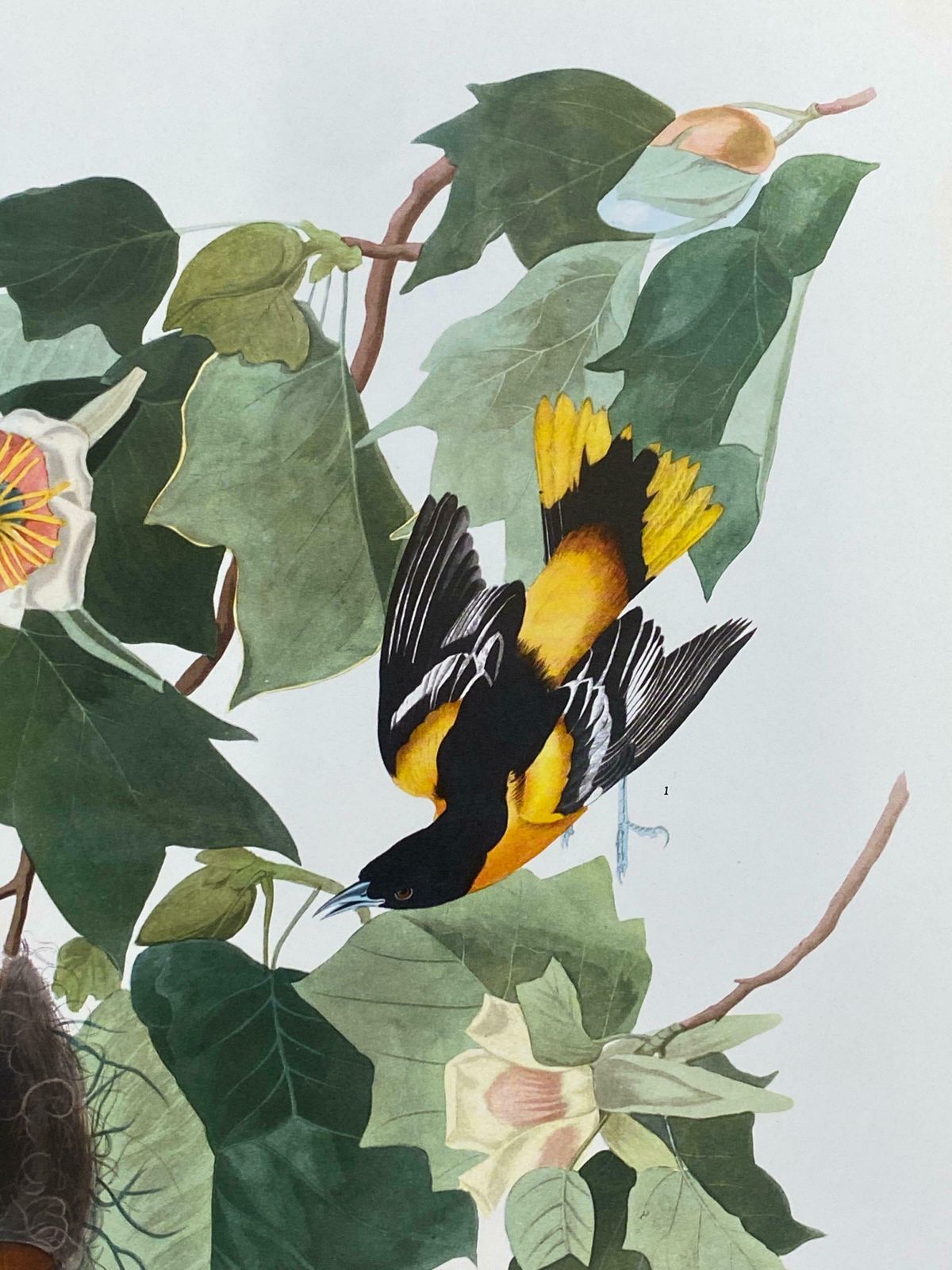 Large Classical Bird Color Print After John James Audubon   Baltimore Oriole20th Century photo Art