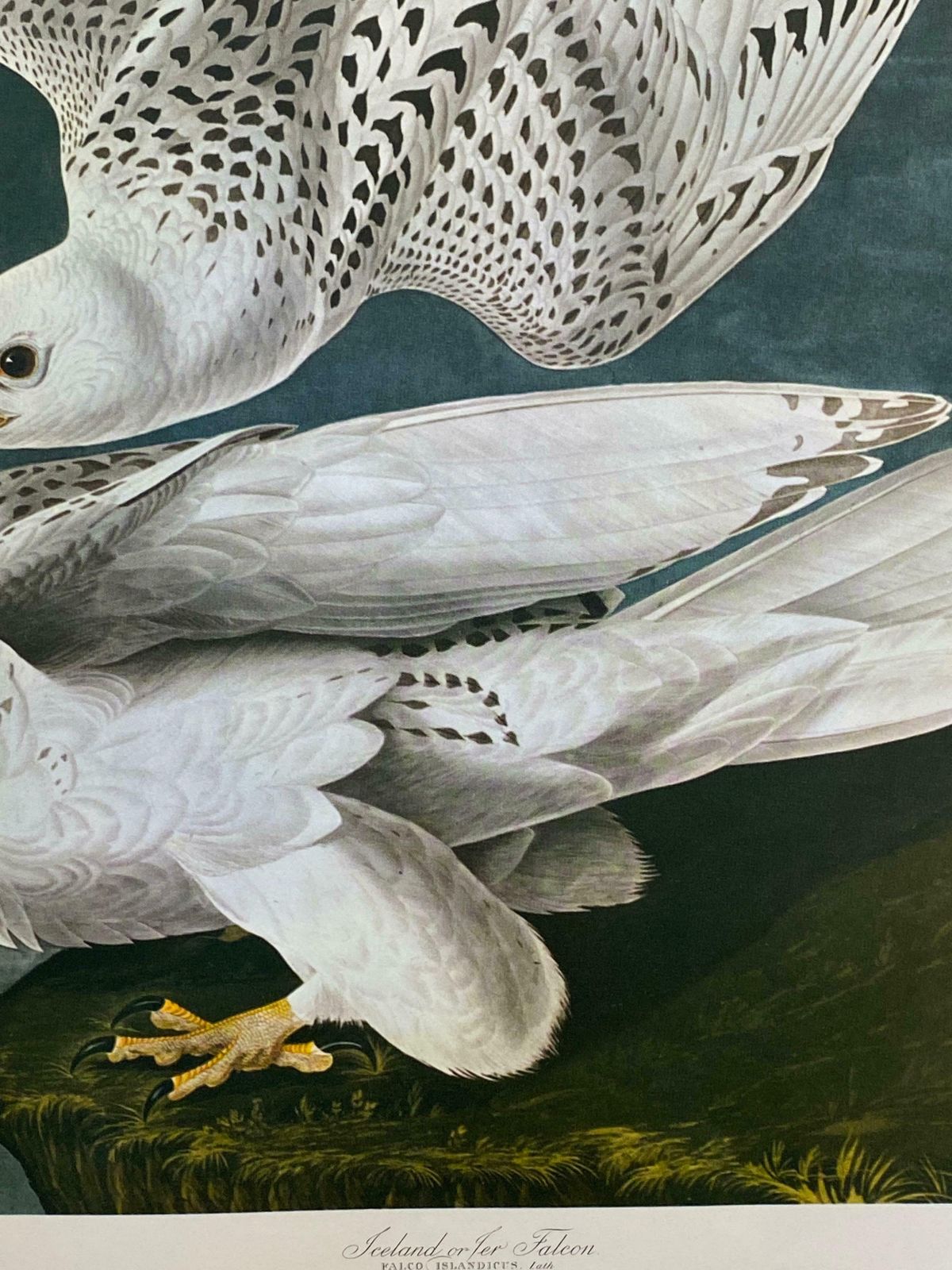 Large Classical Bird Color Print After John James Audubon  Iceland Or Ler Falcon20th Century photo Art