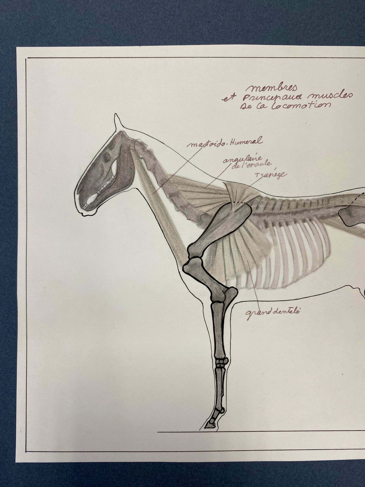 Robert Ladouanatomy Drawings Of A Horse   Original French Artwork Equestrian Anatomy Study20th Century photo 512.0