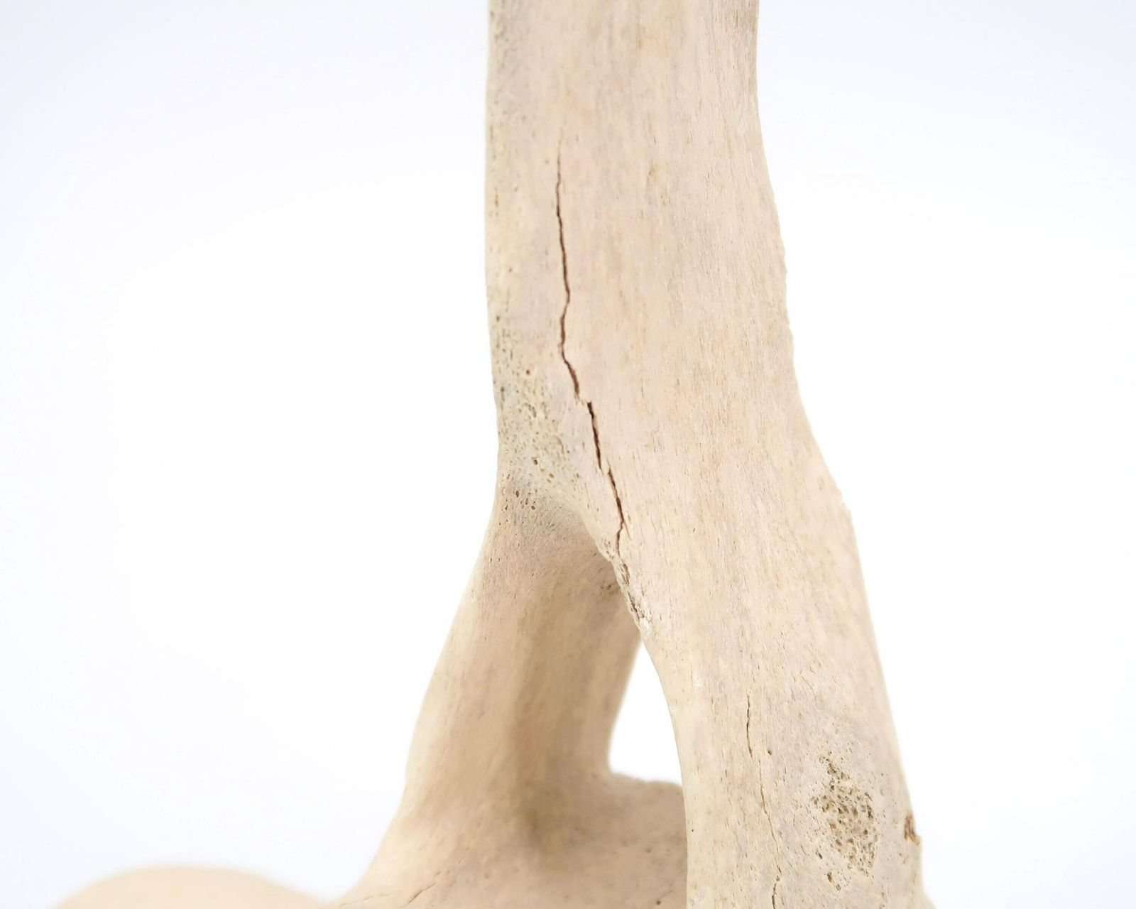 Carved Bone Signed Crow, James Colbourne, Sculpture 1970s / Inuit Art, Canada, Canadian Artist, Cabinet Of Curiosity photo 311.0