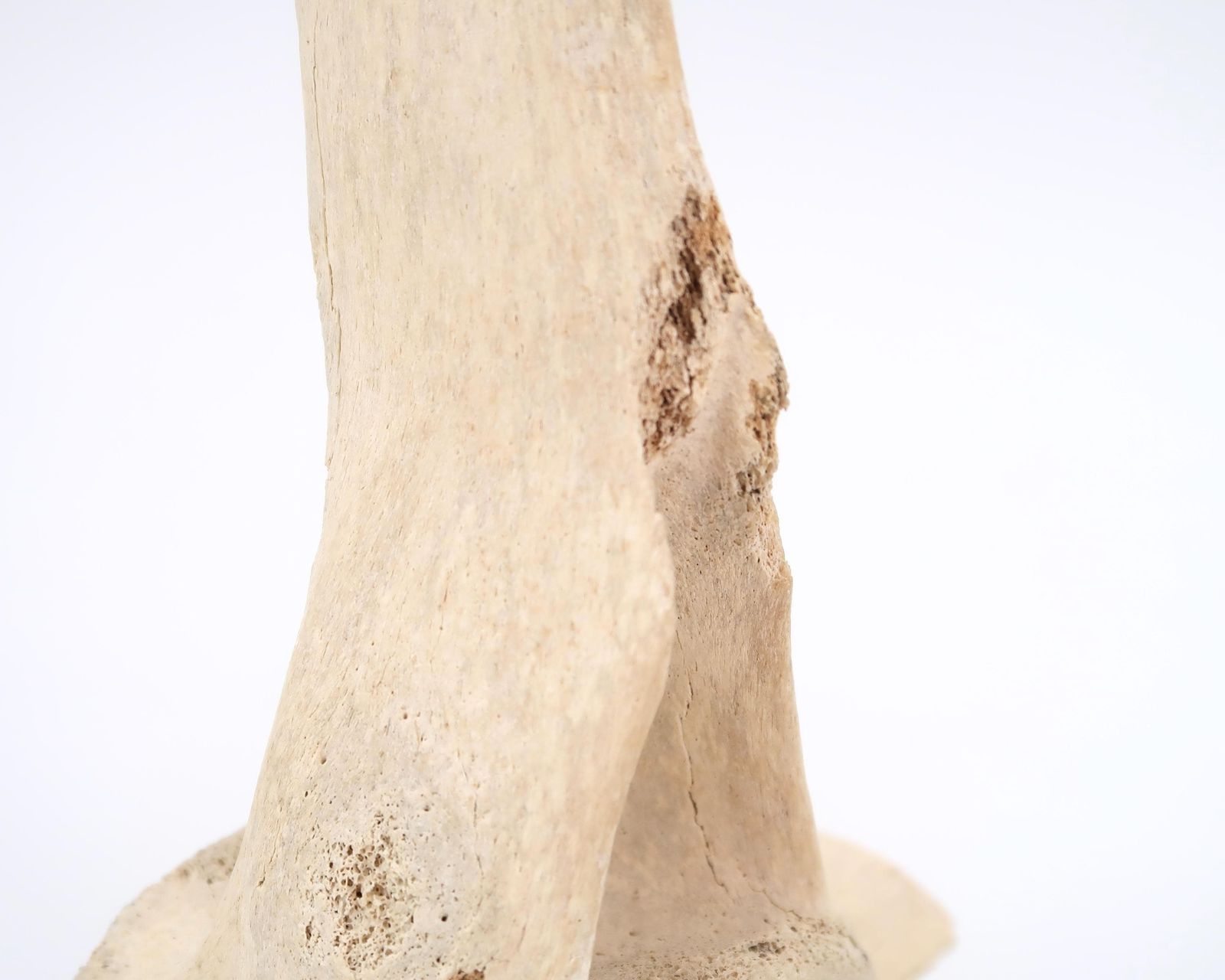 Carved Bone Signed Crow, James Colbourne, Sculpture 1970s / Inuit Art, Canada, Canadian Artist, Cabinet Of Curiosity photo vinterior