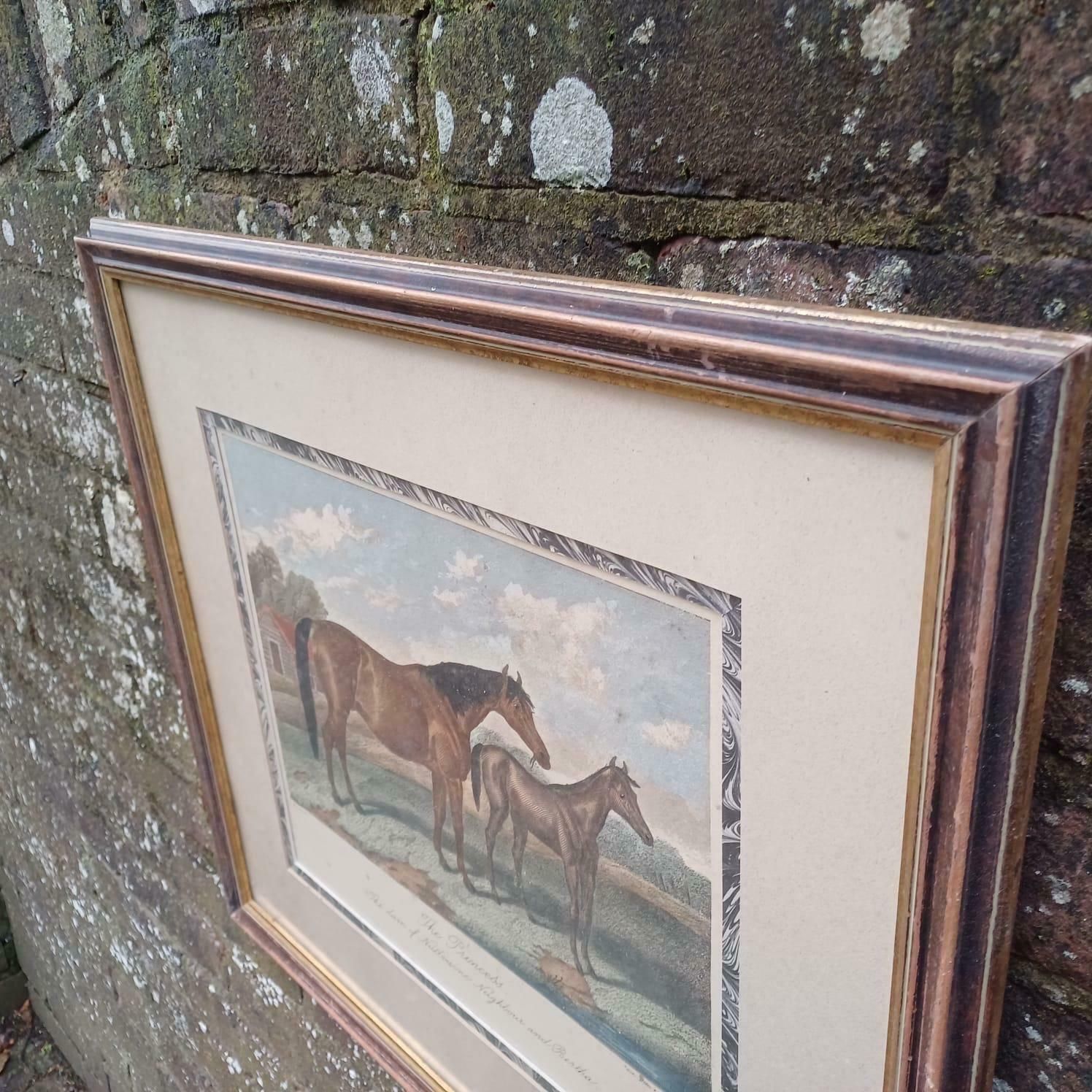 The Princess Race Horse Print By E Corbet, 1862 Lithograph, "The Dam Of Nutbourne, Neighbour And Bertha", Early 1900s Framed Print photo Art