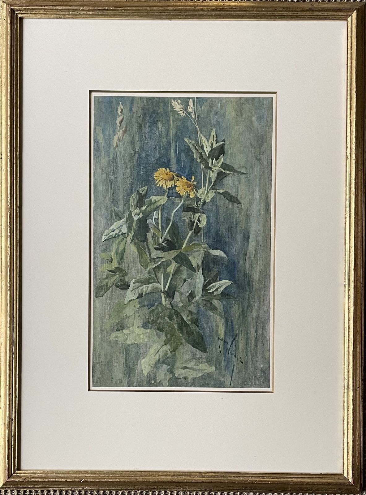 Arthur Wardle   Common Fleabane   Early 20th Century British Botanical Watercolour