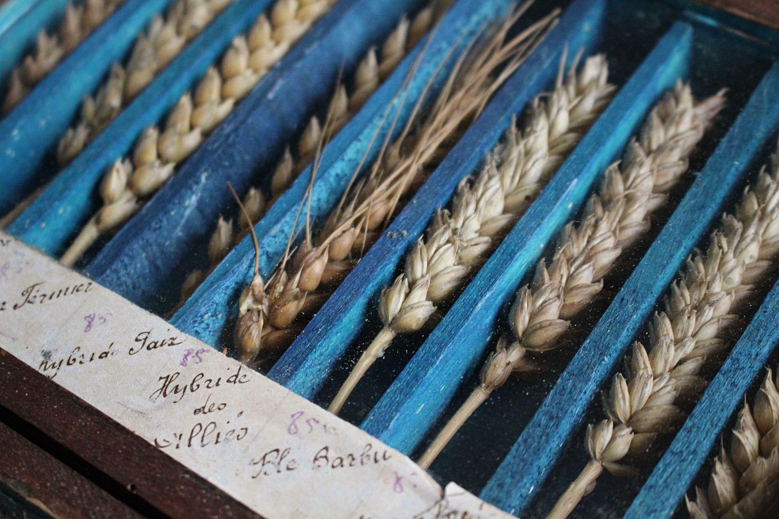 19th Century Glazed Specimen Box Containing Wheat Agricultural Scientific Curio photo furniture