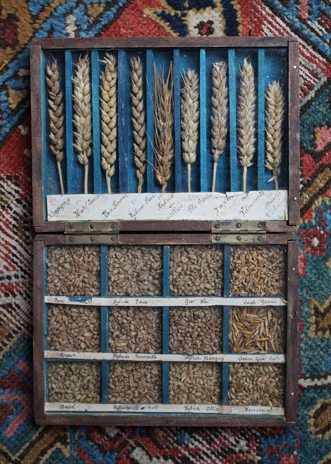 19th Century Glazed Specimen Box Containing Wheat Agricultural Scientific Curio photo Home Decor