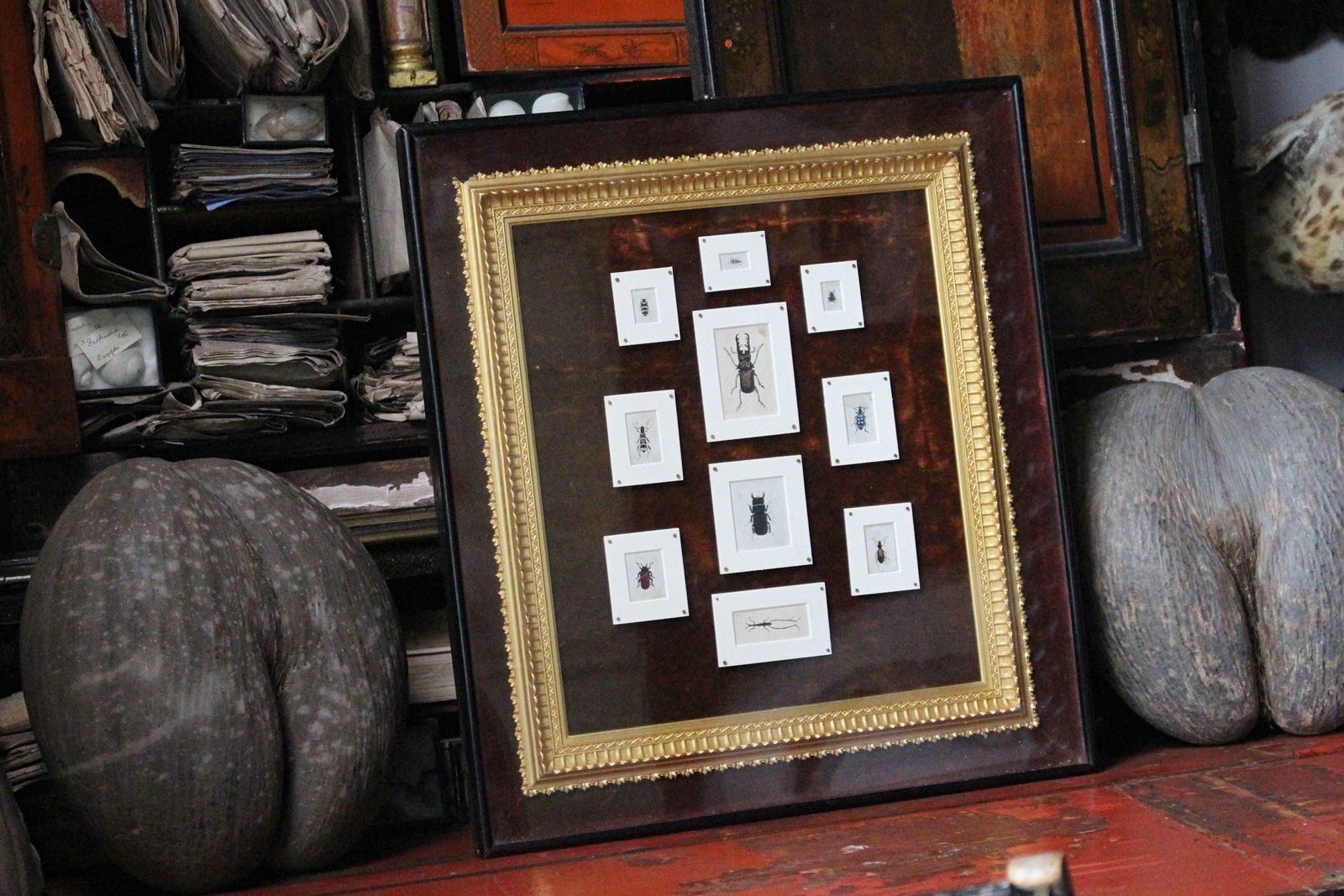 19th C Hand Painted Entomology Studies Gothic Revival Shadow Box Taxidermy Curio photo furniture