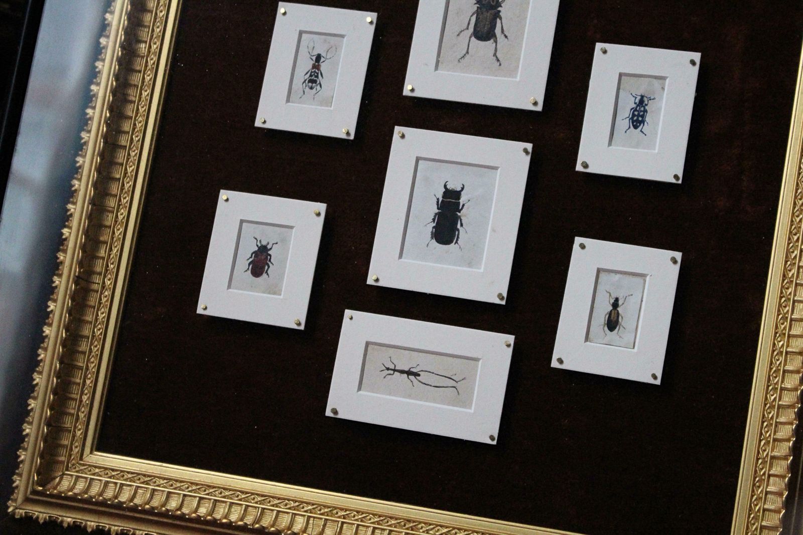 19th C Hand Painted Entomology Studies Gothic Revival Shadow Box Taxidermy Curio photo 1118.0