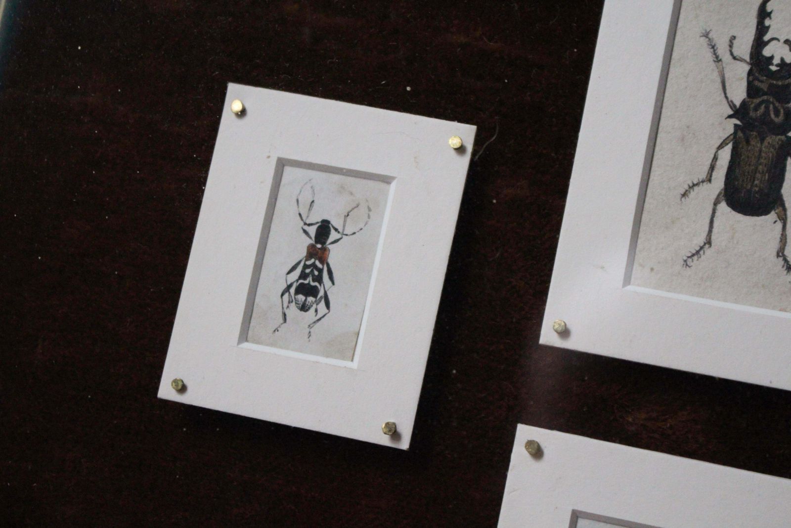 19th C Hand Painted Entomology Studies Gothic Revival Shadow Box Taxidermy Curio photo buy