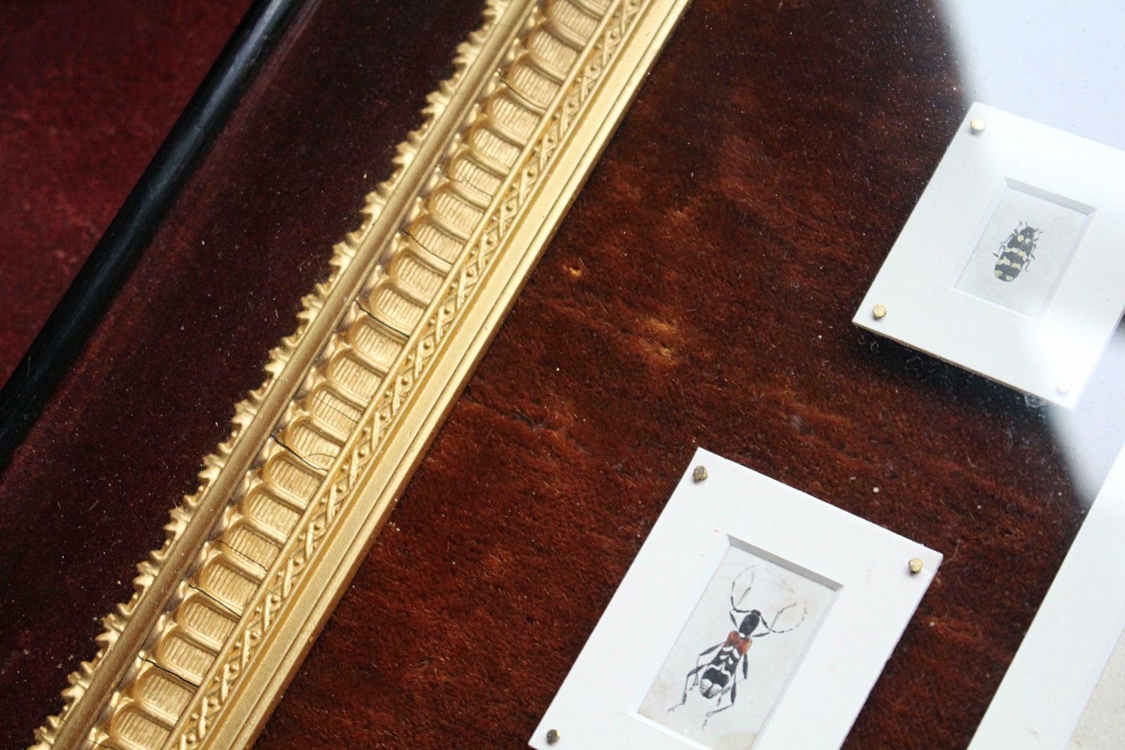 19th C Hand Painted Entomology Studies Gothic Revival Shadow Box Taxidermy Curio photo vintage