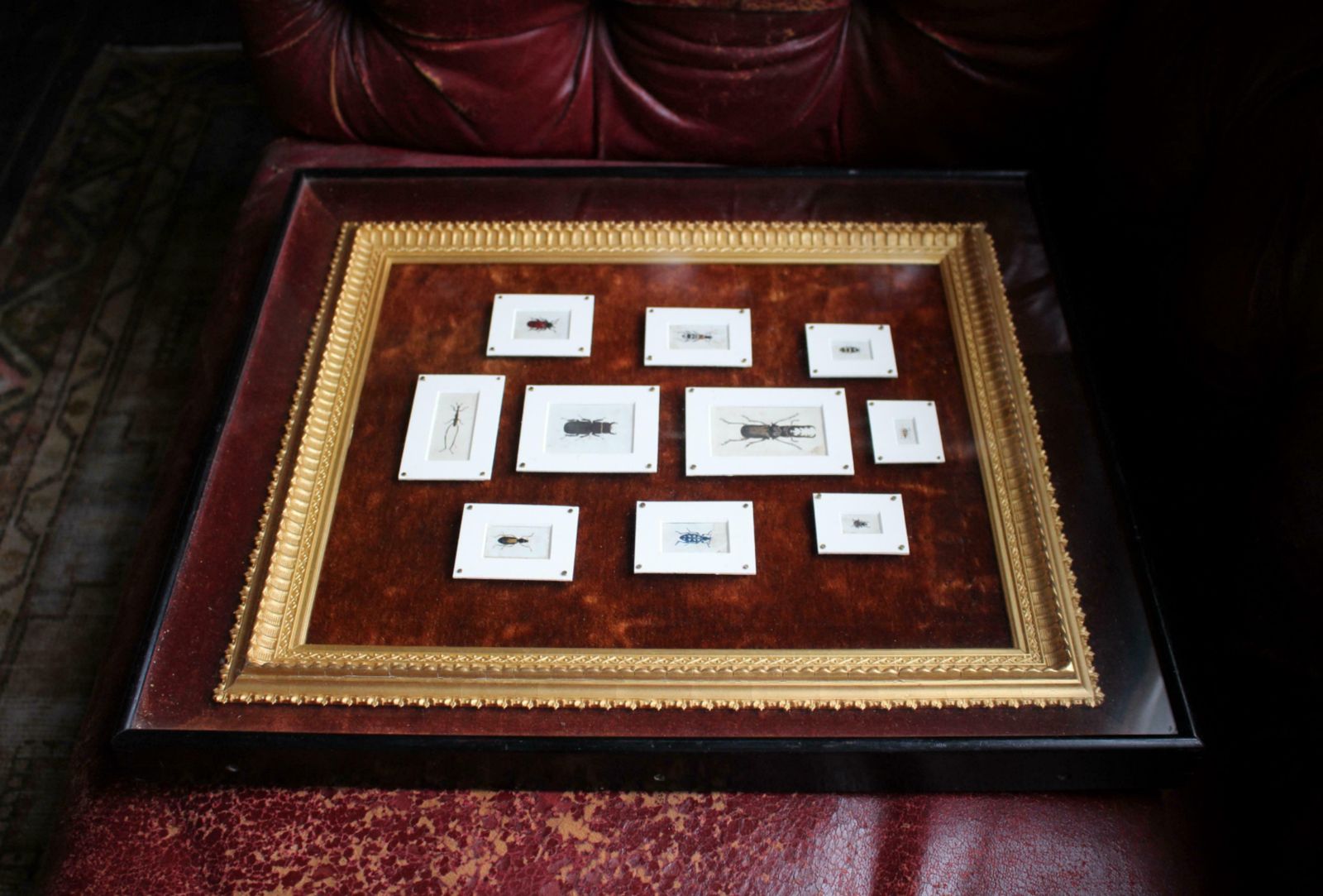 photo for sale 19th C Hand Painted Entomology Studies Gothic Revival Shadow Box Taxidermy Curio