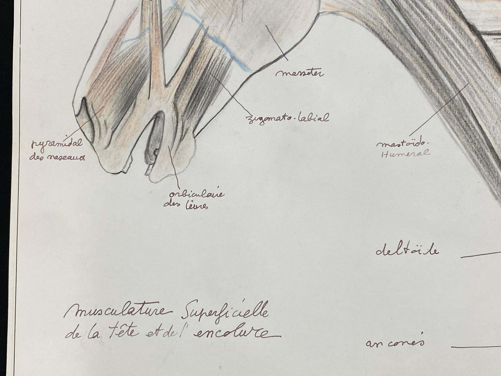Robert Ladouanatomy Drawing Of A Horse   Original French Artwork Equestrian Anatomy Study20th Century photo 817.0