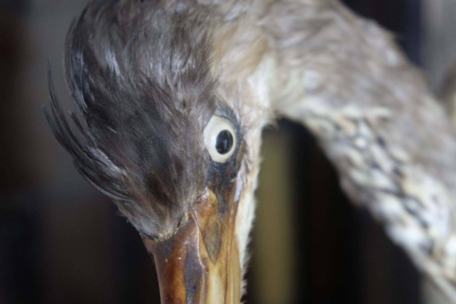 Museum Quality Taxidermy Study Of A Heron By Deyrolle, Paris photo vinterior