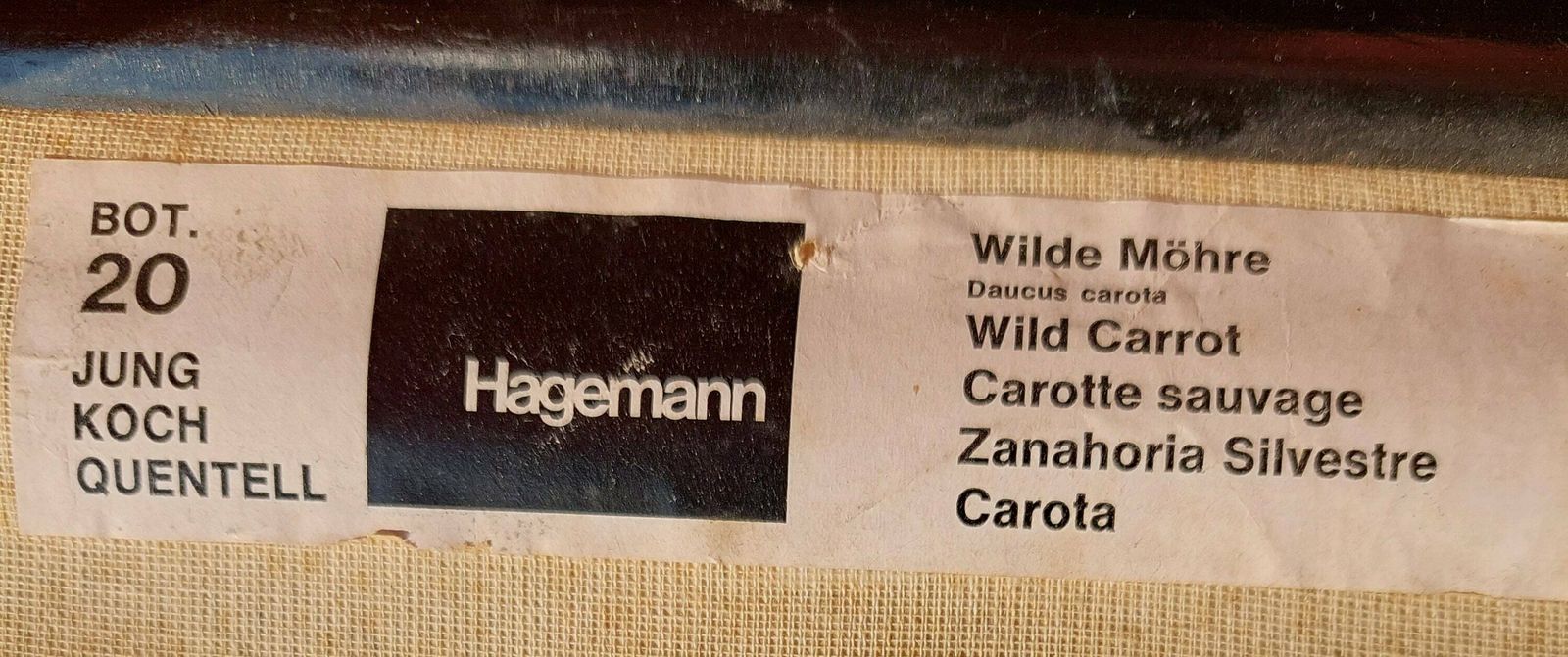Vintage Original German Educational Poster/ Wild Carrot/ Vintage School Wall Chart/Roll Down Print/Botanical Chart/Jung Koch Quentell/70's photo vintage