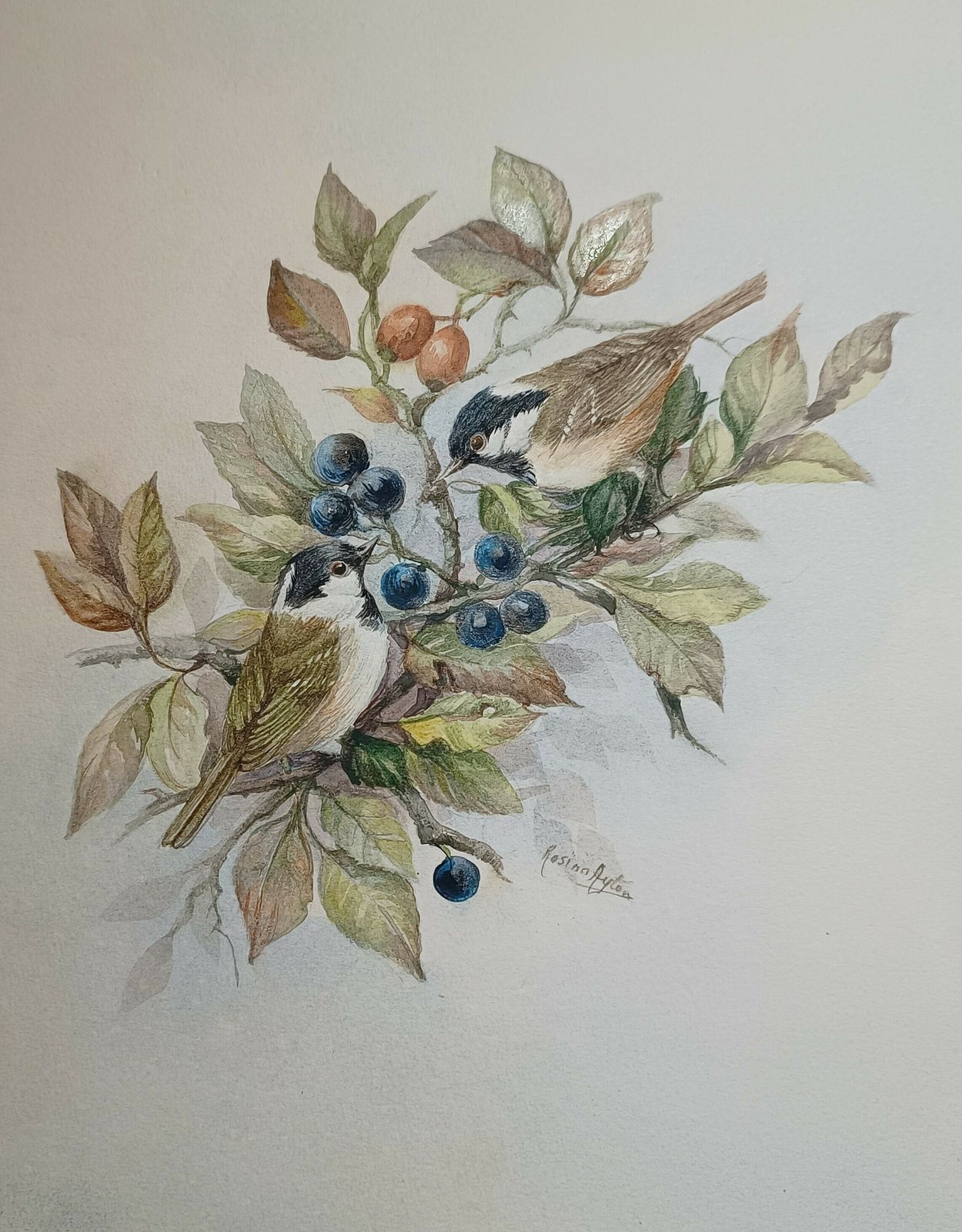 Original Watercolour Painting Wild Birds Amongst The Blue Sloe Berries And Red Rose Hips Signed Unframed. photo for sale