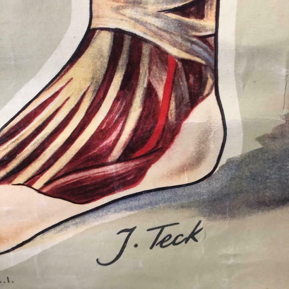 A St John's Ambulance General Anatomy Poster Signed J. Teck, Circa 1940 photo Art