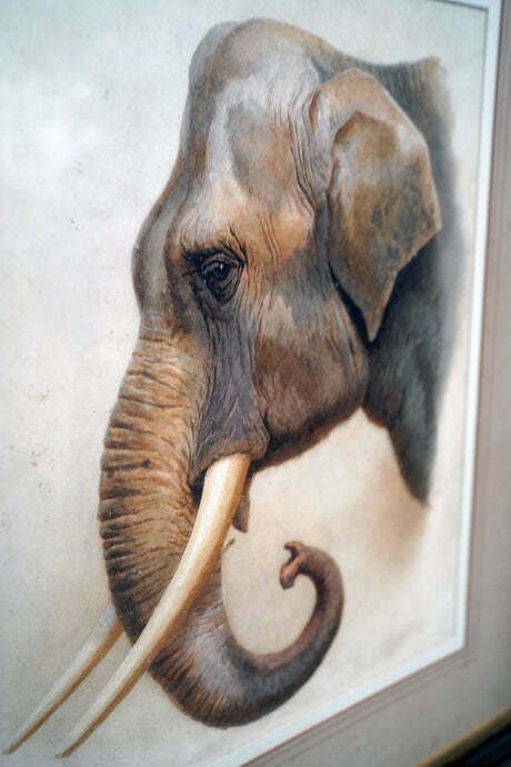 Helena J Maguire (British, 1860 1909); 'Elephant', Watercolour C.1900 07 photo for sale