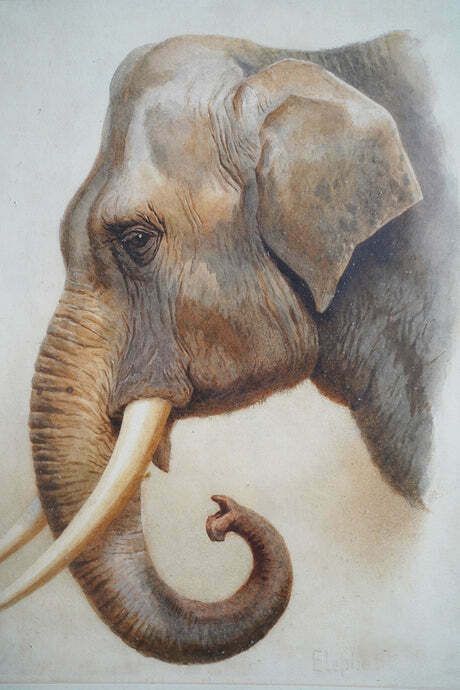 Helena J Maguire (British, 1860 1909); 'Elephant', Watercolour C.1900 07 photo buy