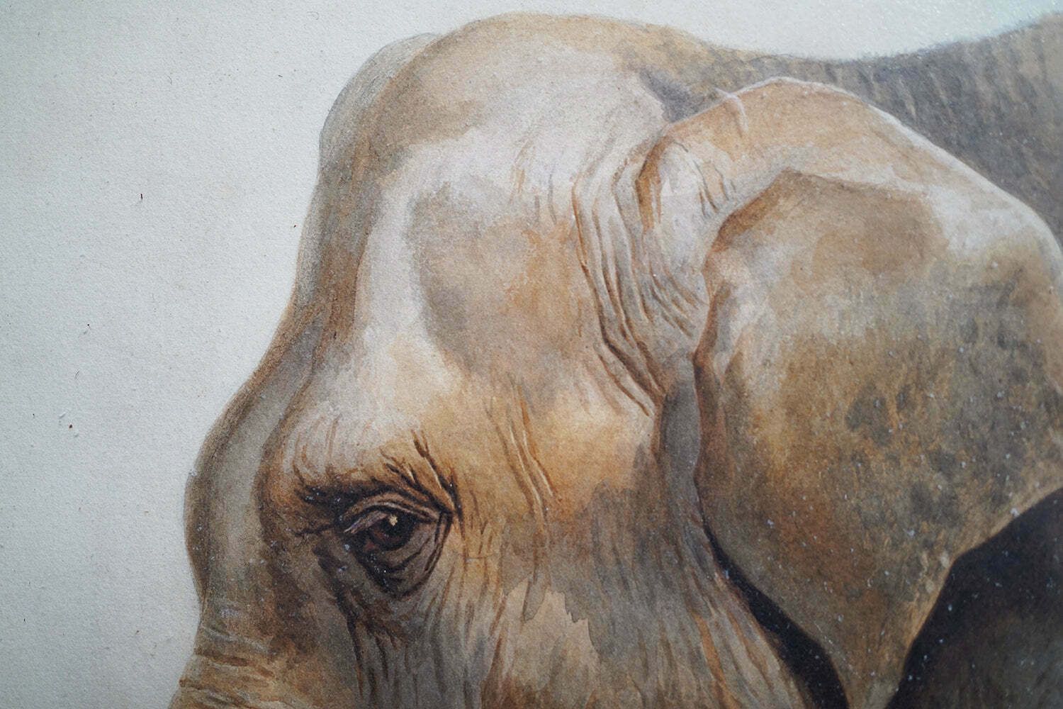 Helena J Maguire (British, 1860 1909); 'Elephant', Watercolour C.1900 07 photo vintage