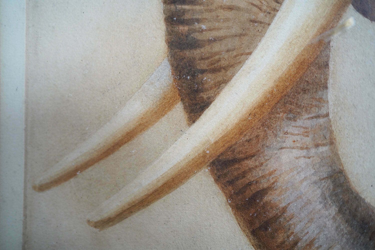 Art Helena J Maguire (British, 1860 1909); 'Elephant', Watercolour C.1900 07 photo