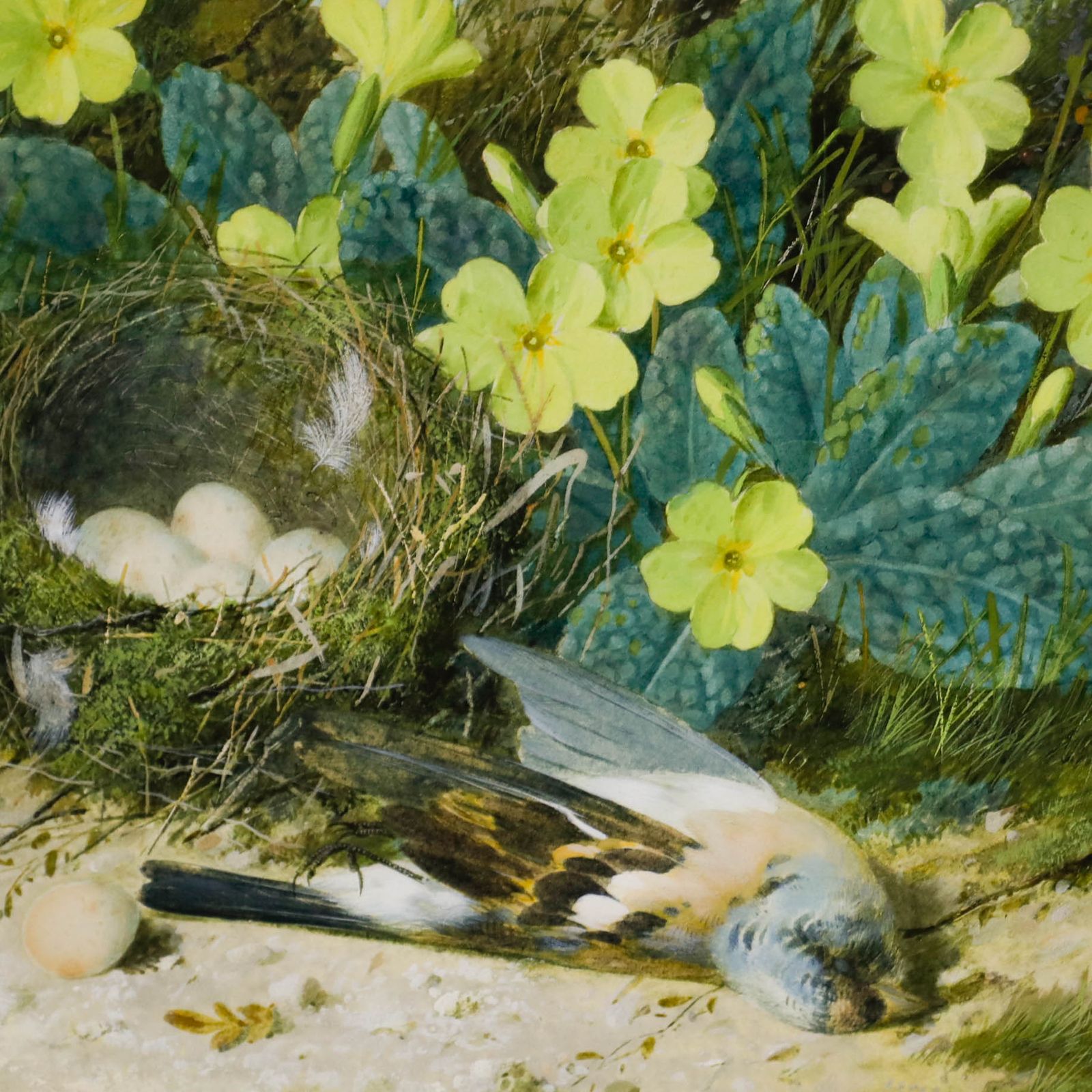 William Cruikshank (1848 1922) Watercolour, The Blue Tit's Nest photo Art