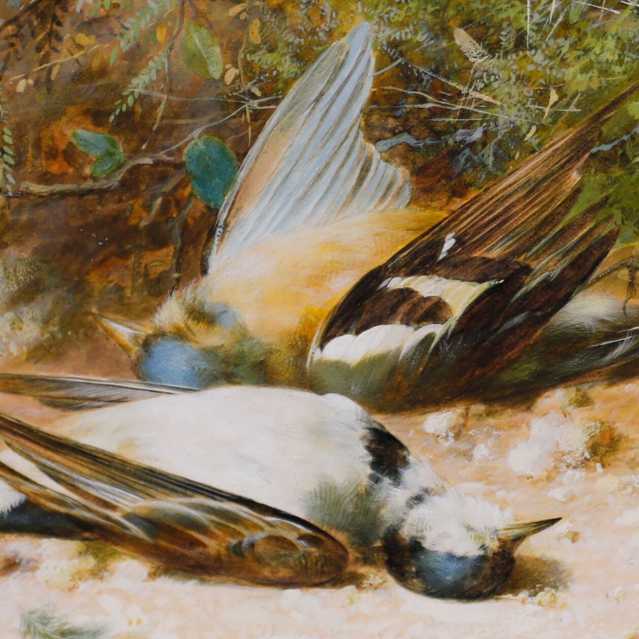 William Cruikshank (1848 1922) 19th Century Watercolour, Yellow Wagtails photo Art