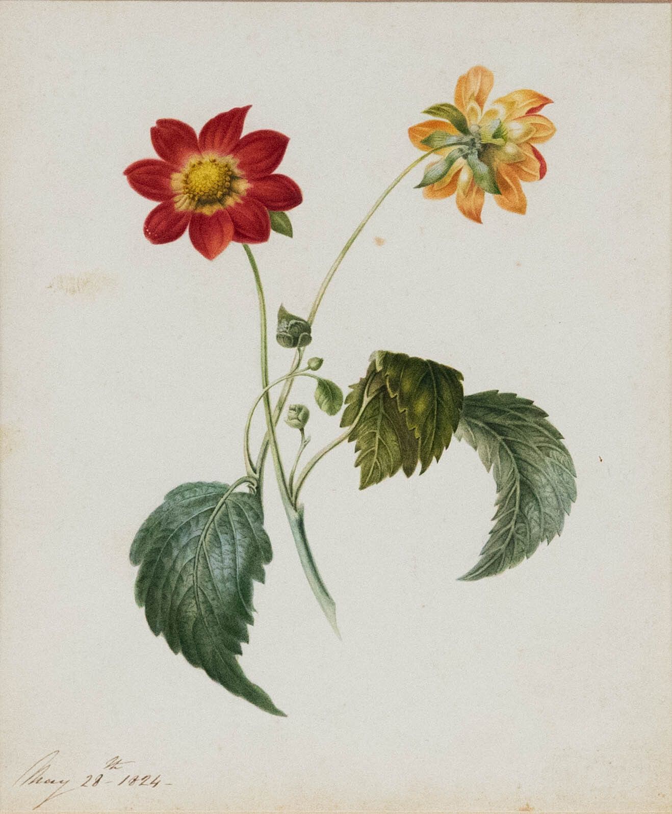 Fine Early 19th Century Watercolour Dahlia From Two Sides photo furniture