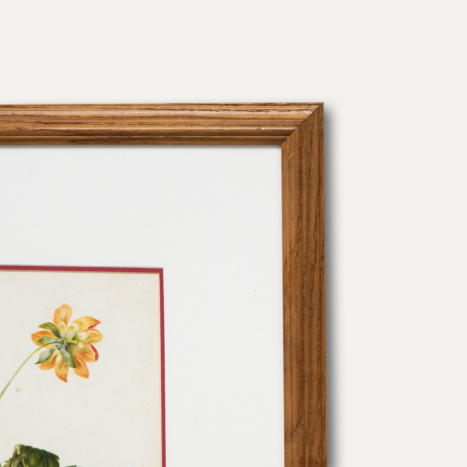Fine Early 19th Century Watercolour Dahlia From Two Sides photo 190.0