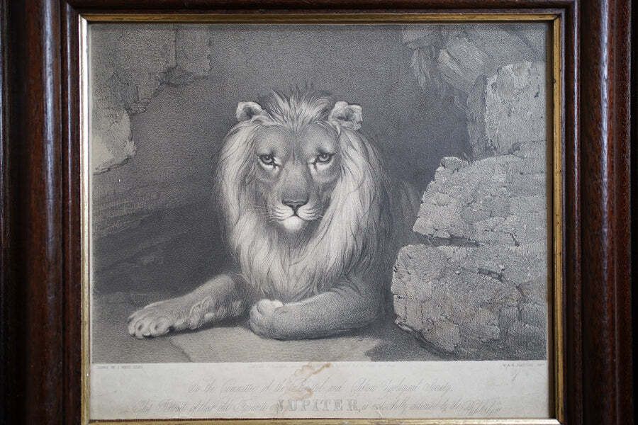 Bristol Zoological Gardens: After John West Giles (1830 1865)   'Jupiter’ By John Burbidge, June 24th, 1853 photo furniture