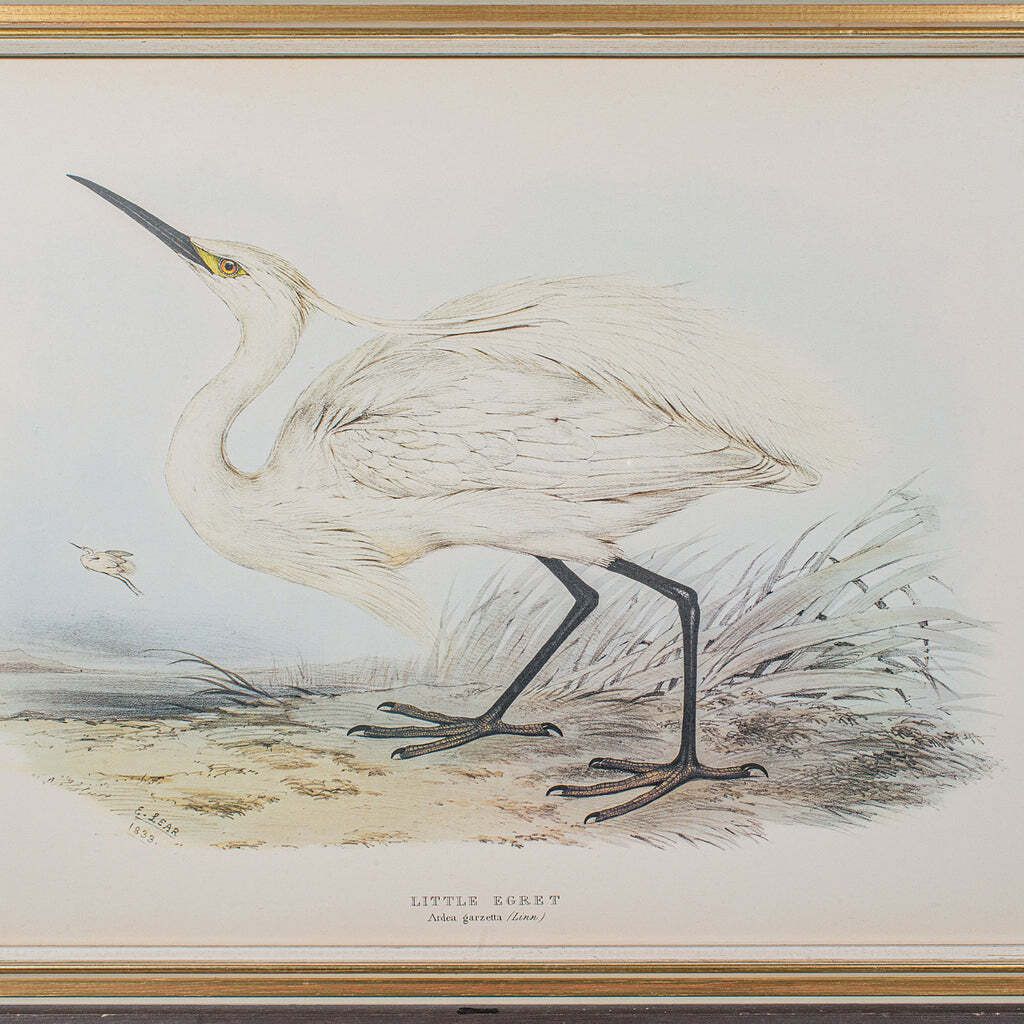 Pair Of Antique Bird Prints, English, Framed, Art, Picture, Nature, Edwardian photo vintage